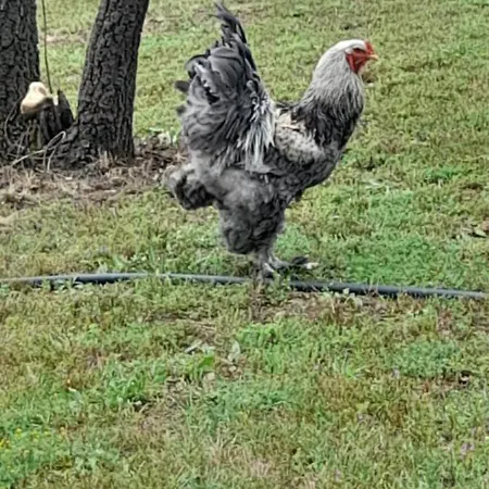 Quinta Da Bolota בית נופש