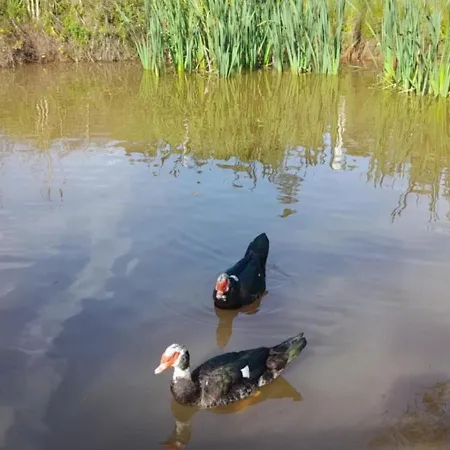 Quinta Da Bolota בית נופש *