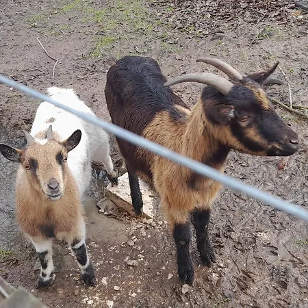 بيت للعطل Quinta Da Bolota Alvaiázere
