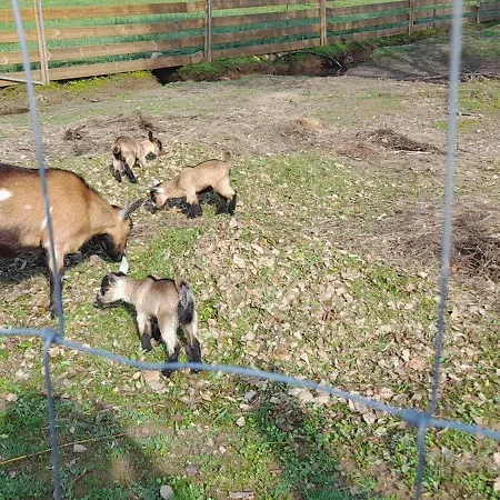 Quinta Da Bolota *