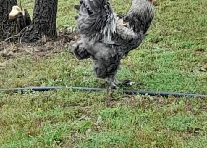 Quinta Da Bolota 別荘