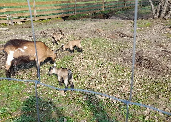 Quinta Da Bolota *